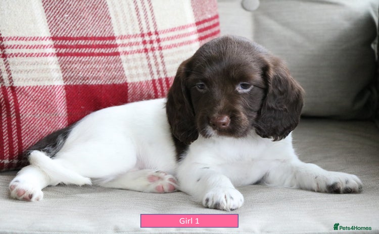 English Springer Spaniel dogs - Advert 1