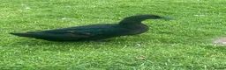 Ducks poultry for sale: Crested Cayuga females x 3  - Advert 3