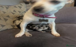 Chihuahua dogs for sale: Chihuahua boy merle - Advert 4