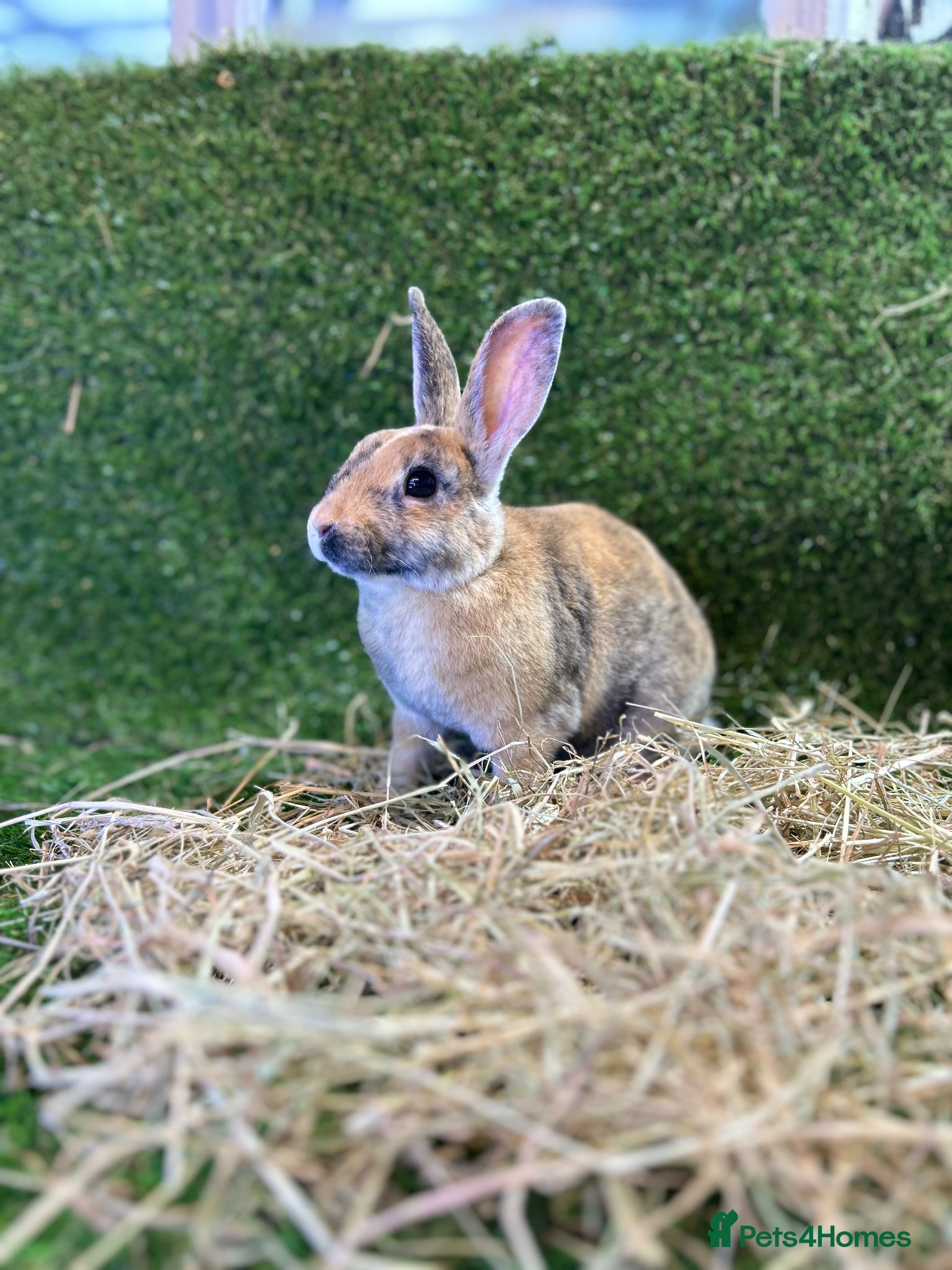 Mixed Breed rabbits Adorable baby rabbits ready for sale now - Advert 1