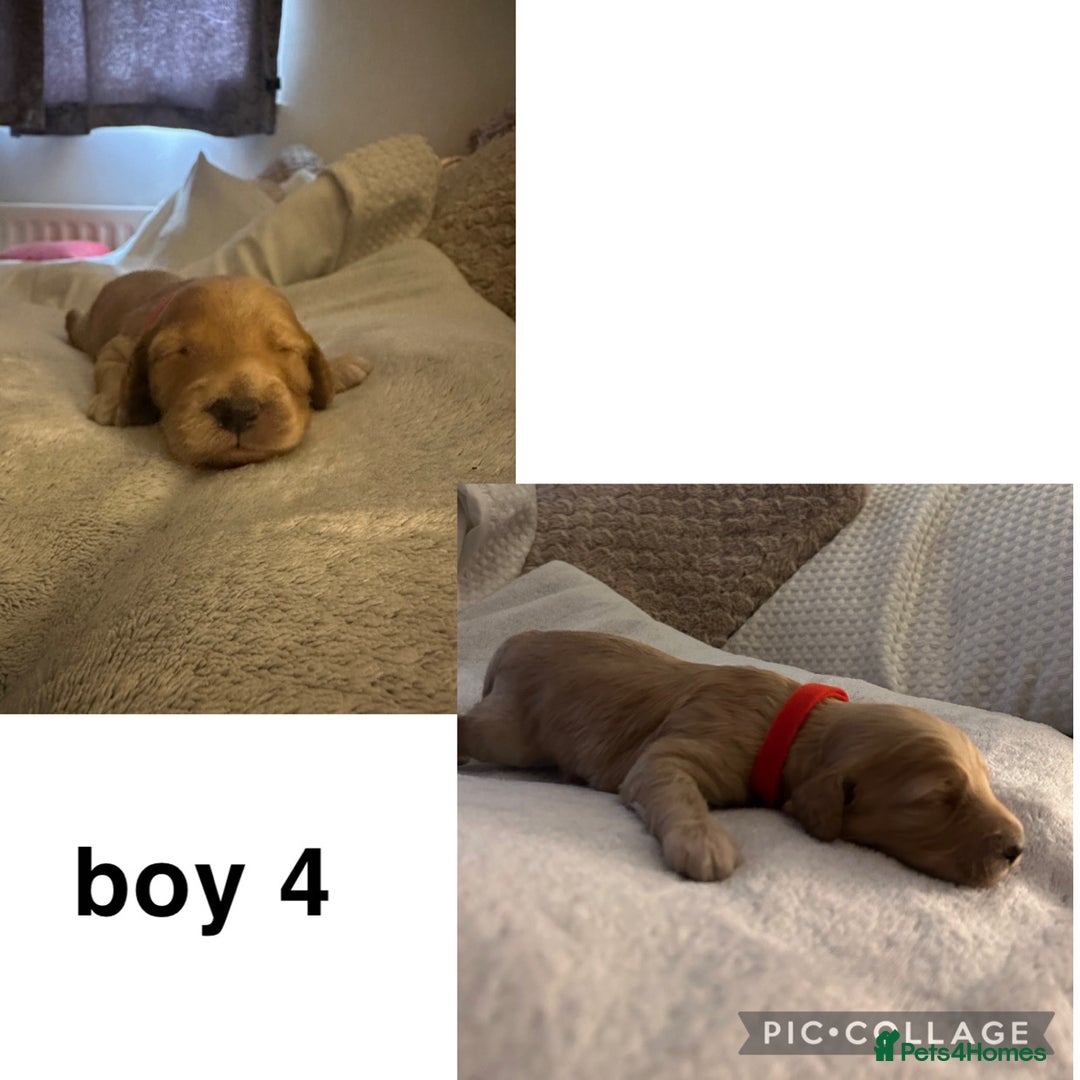 Cockapoo dogs for sale: 6 Beautiful Cockerpoo puppies for sale.  - Advert 9