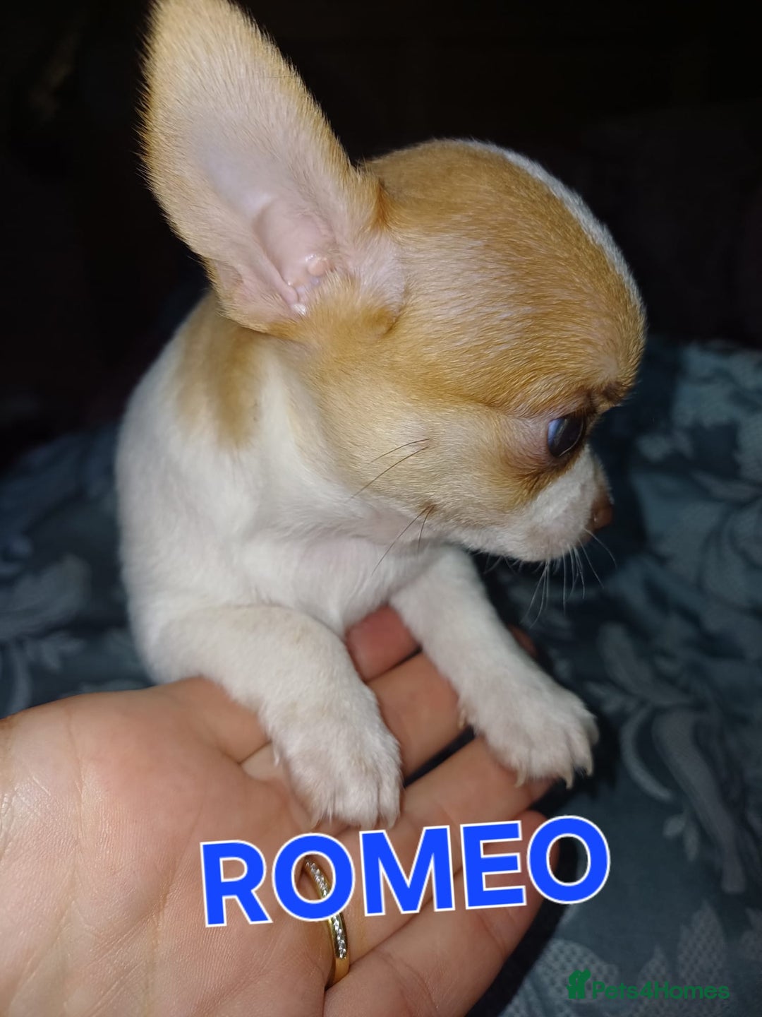 Chihuahua dogs for sale: Chihuahua pups stunning - Image 36