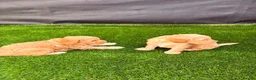 Cockapoo dogs for sale: Cockerpoo - Advert 8