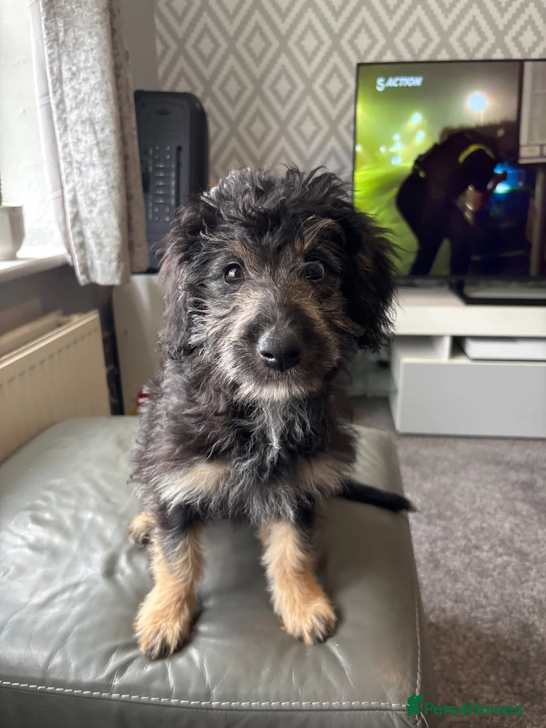 Mixed Breed dogs for sale: Bordoodle  in Sheffield - Advert 3