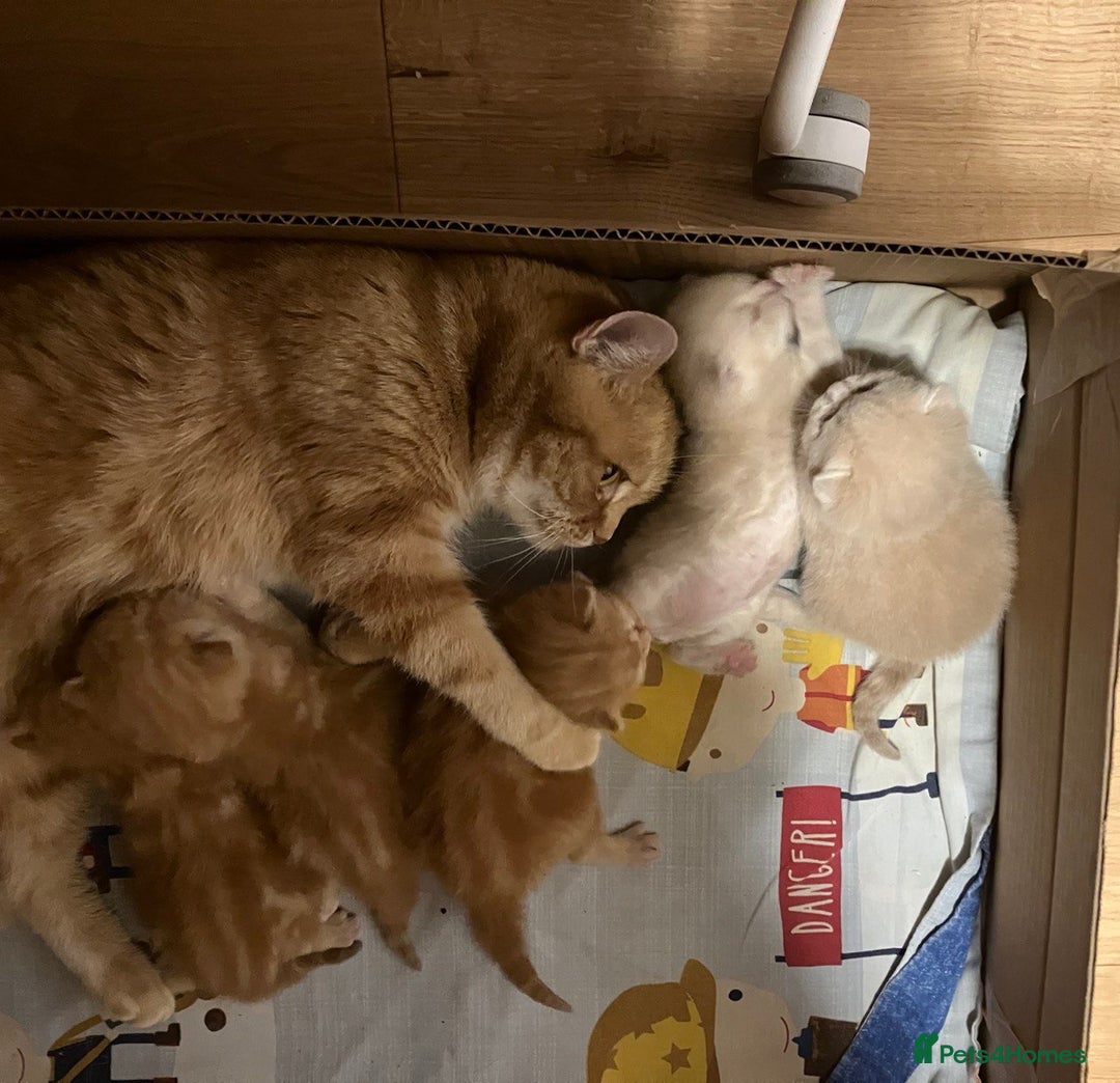 British Shorthair cats for sale: Ginger Red Pedigree girl - Advert 2