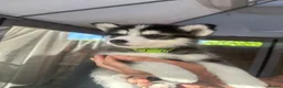 Pomsky dogs for sale: READY LAST 2 PUPPY F4  - Advert 14