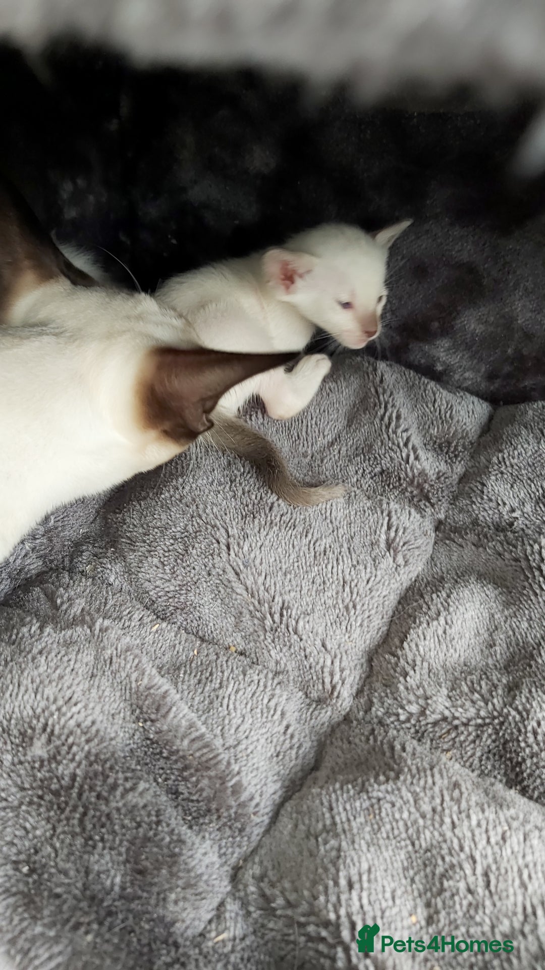 Oriental cats for sale: Full Pedigree Oriental 6 Kittens XL size ears GCCF - Image 23