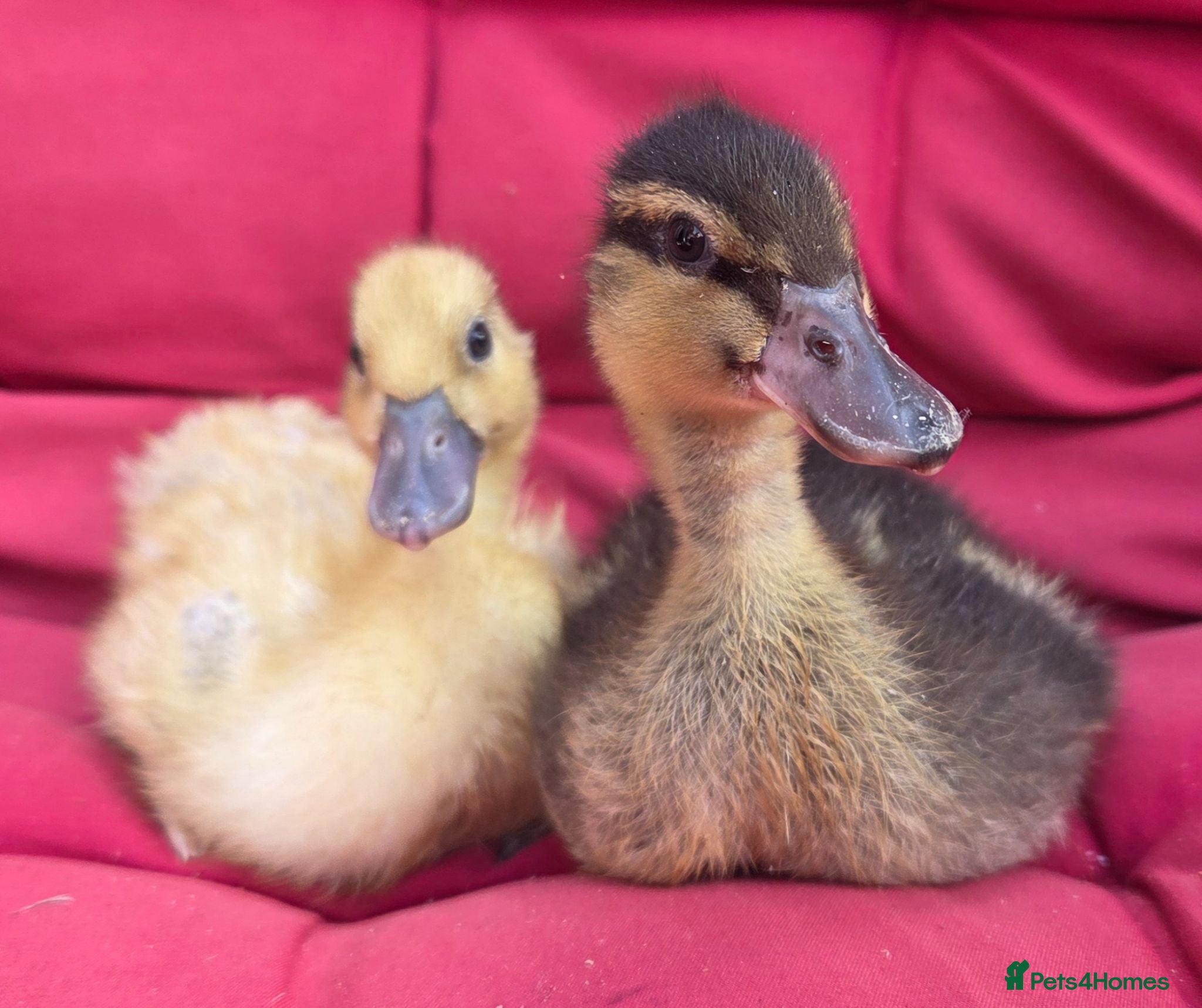 Ducks poultry  Pure bred Miniature call Ducklings  - Advert 1