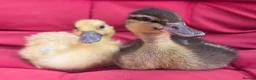 Ducks poultry for sale:  Pure bred Miniature call Ducklings  - Advert 1