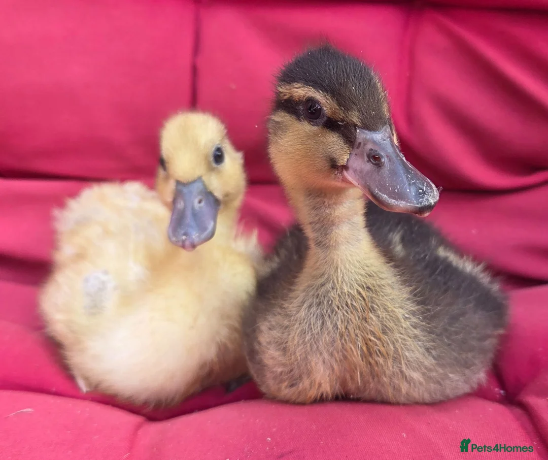 Ducks poultry for sale:  Pure bred Miniature call Ducklings  - Advert 1