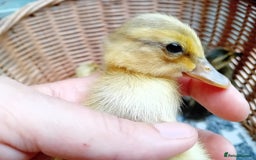 Ducks poultry for sale: Apricot and Mallard Indian Runner Ducklings - Image 3