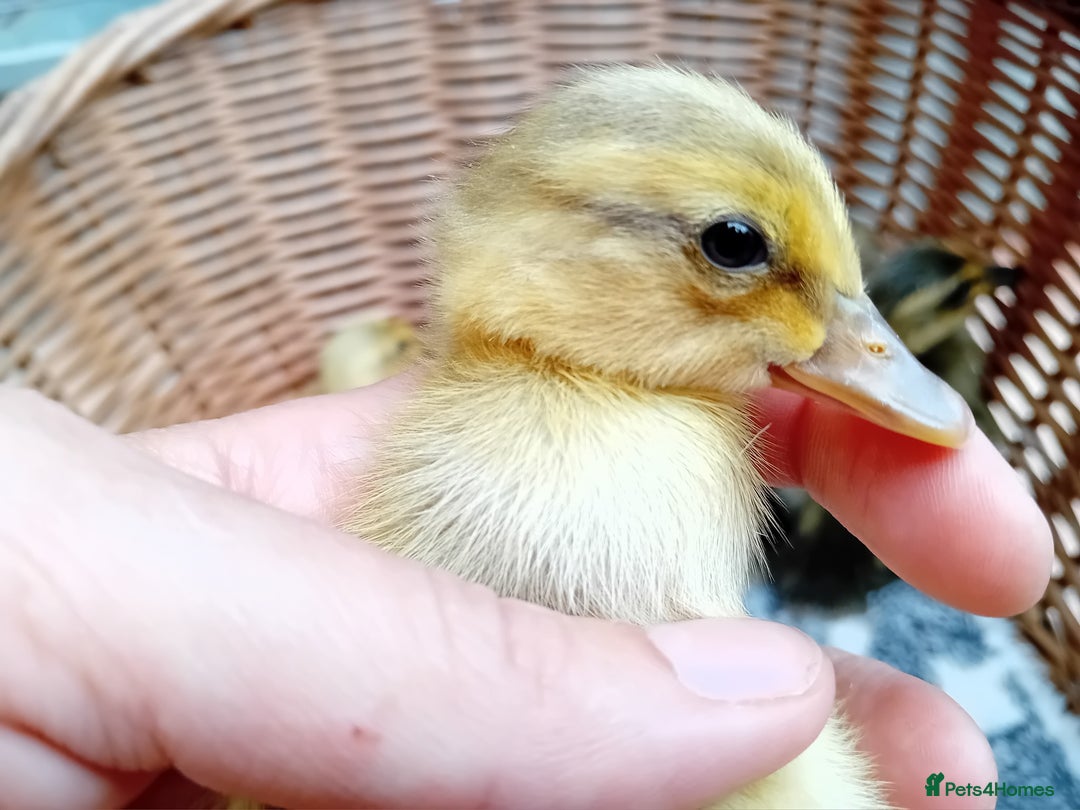 Ducks poultry for sale: Apricot and Mallard Indian Runner Ducklings - Image 3