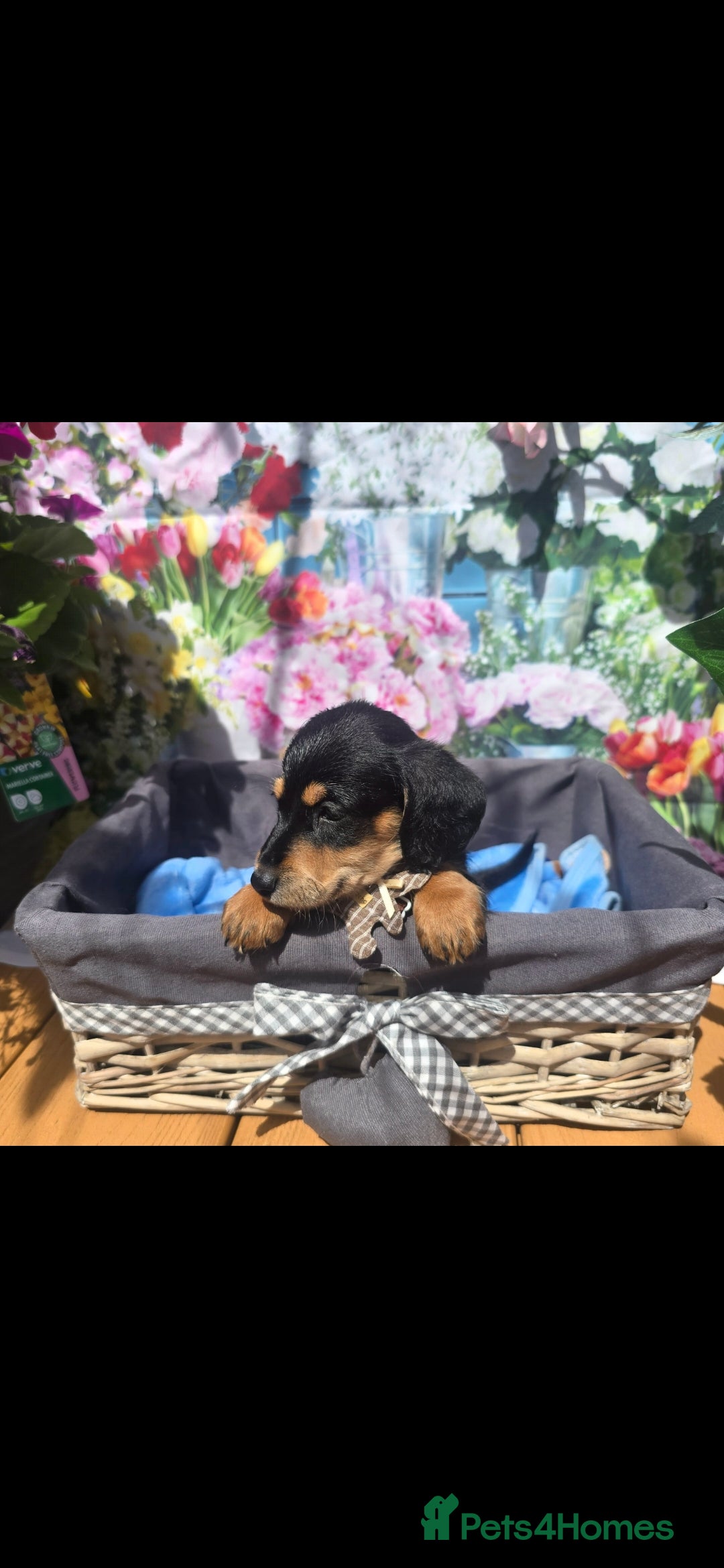Doxiepoo dogs Beautiful F1 mixed doxipoo puppies  - Advert 2