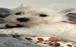 West Highland Terrier dogs for sale: Westie Boy pups available ⭐️⭐️⭐️ - Image 17
