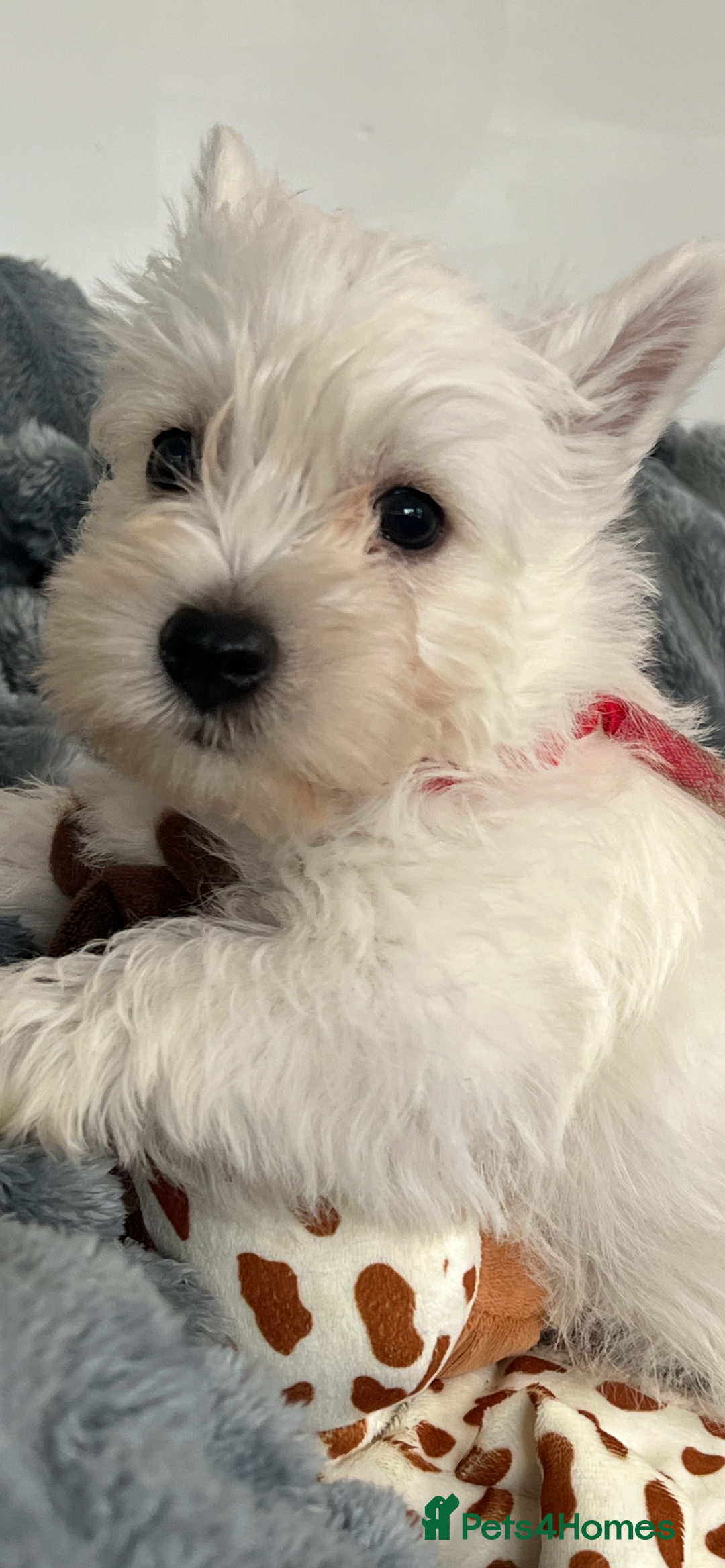 West Highland Terrier dogs for sale: Westie Boy pups available ⭐️⭐️⭐️ - Image 17