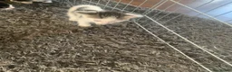 Mixed Breed cats for sale: 4 beautiful kittens for sale ready now - Advert 15