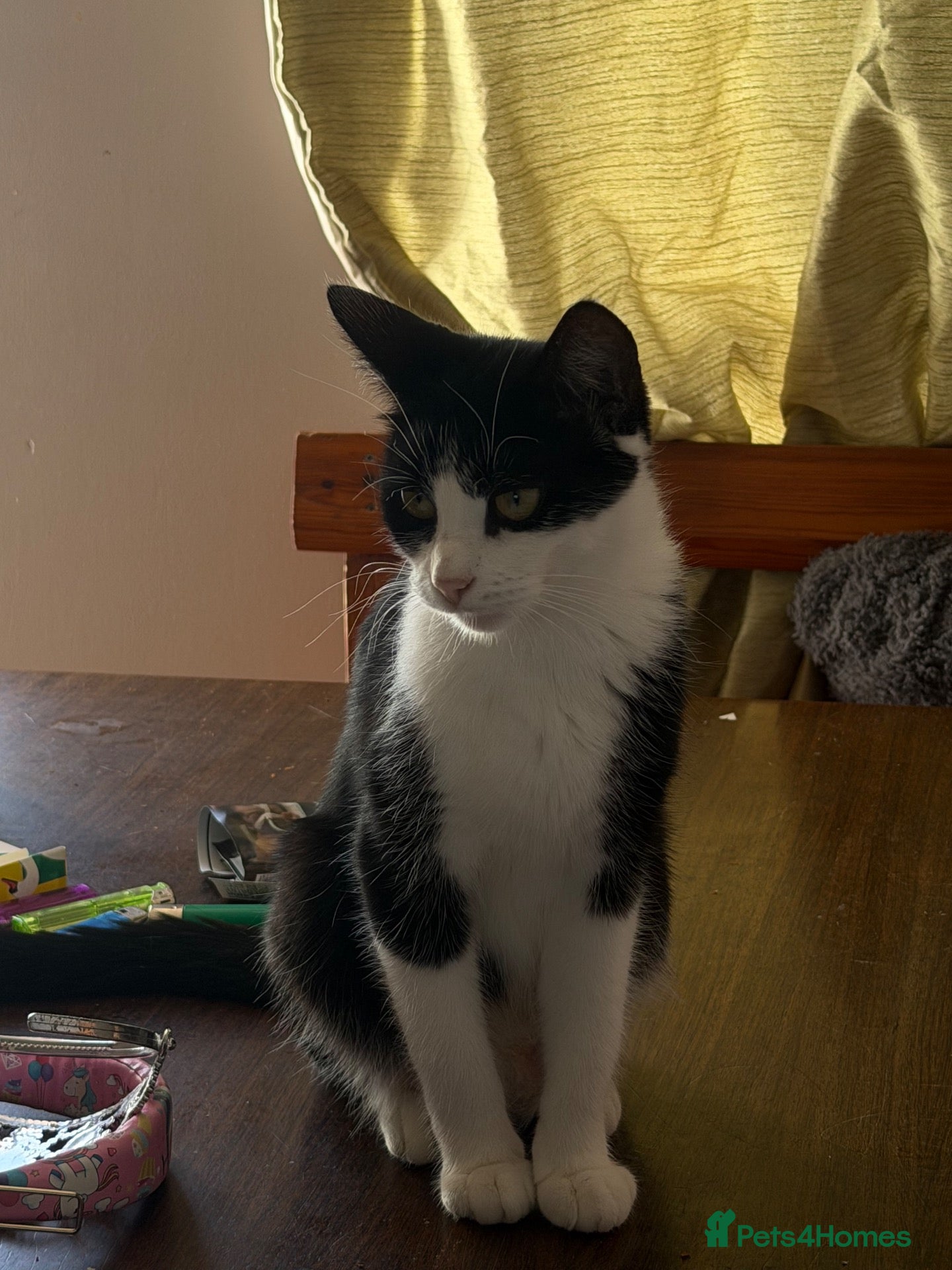 Domestic Shorthair cats Kittens  - Advert 6