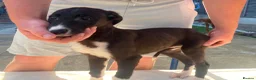 Saluki dogs for sale: Slukie greyhound  in Barnsley - Advert 7