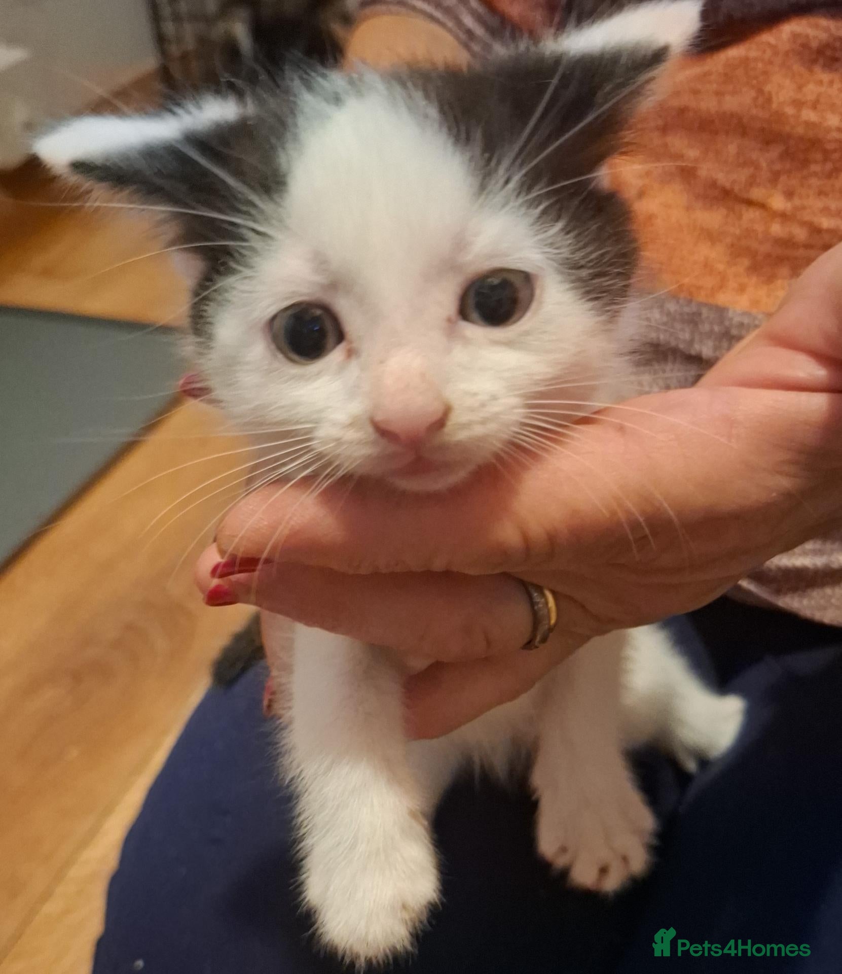 Mixed Breed cats Kittens looking for forever homes  - Advert 3