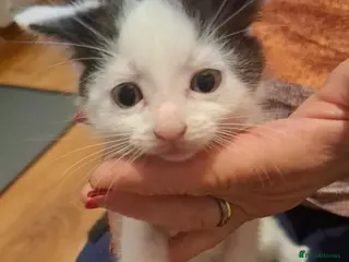 Mixed Breed cats Kittens looking for forever homes - Advert 3