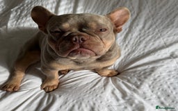 French Bulldog dogs for sale: Micro Isabella & Tan Male French Bulldog - Image 5