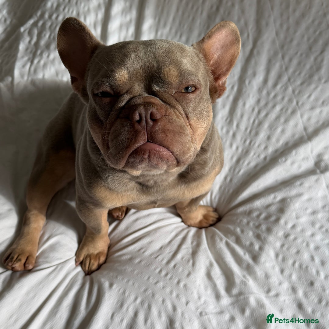 French Bulldog dogs for sale: Micro Isabella & Tan Male French Bulldog - Image 5