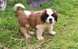 Saint Bernard dogs for sale: KC reg Saint Bernard puppies READY NOW - Image 23