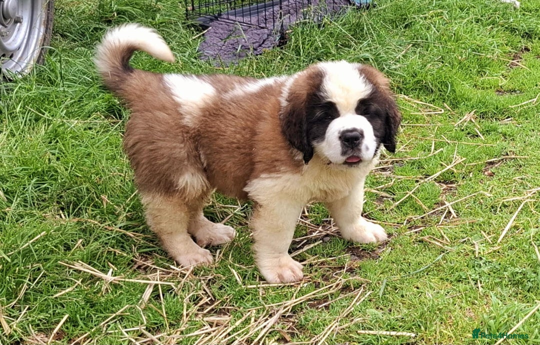 Saint Bernard dogs for sale: KC reg Saint Bernard puppies READY NOW - Image 23