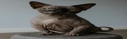 Sphynx cats for sale: BAMINO SPHYNX FEMALE KITTEN TICCA REGISTER ACTIVE - Advert 5
