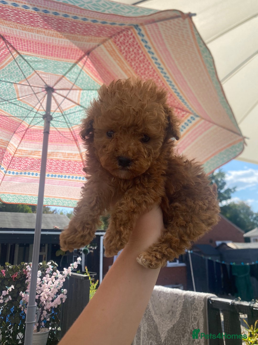 Poodle dogs for sale: Toy poodle puppies for sale  - Image 24