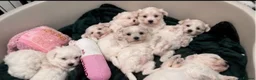 Mixed Breed dogs for sale: Maltese x coton de Tuléar beautiful puppies  - Advert 18