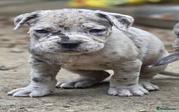 Cane Corso dogs for sale: Look 👀 absolutely stunning cane corso. - Image 9