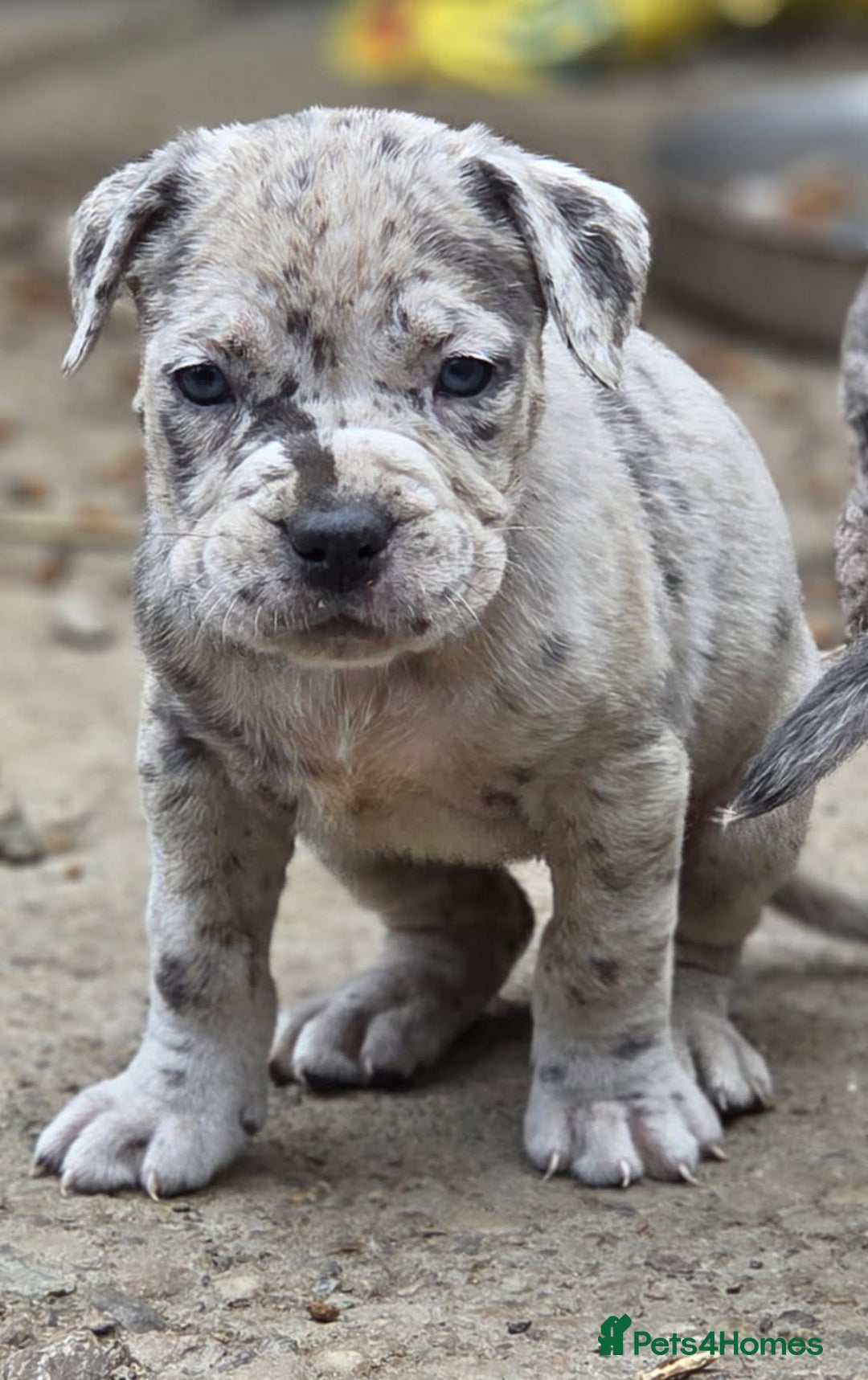 Cane Corso dogs for sale: Look 👀 absolutely stunning cane corso. - Image 9