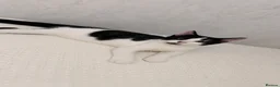 Mixed Breed cats for sale: beautiful black and white kitten for sale 🩶 - Advert 4