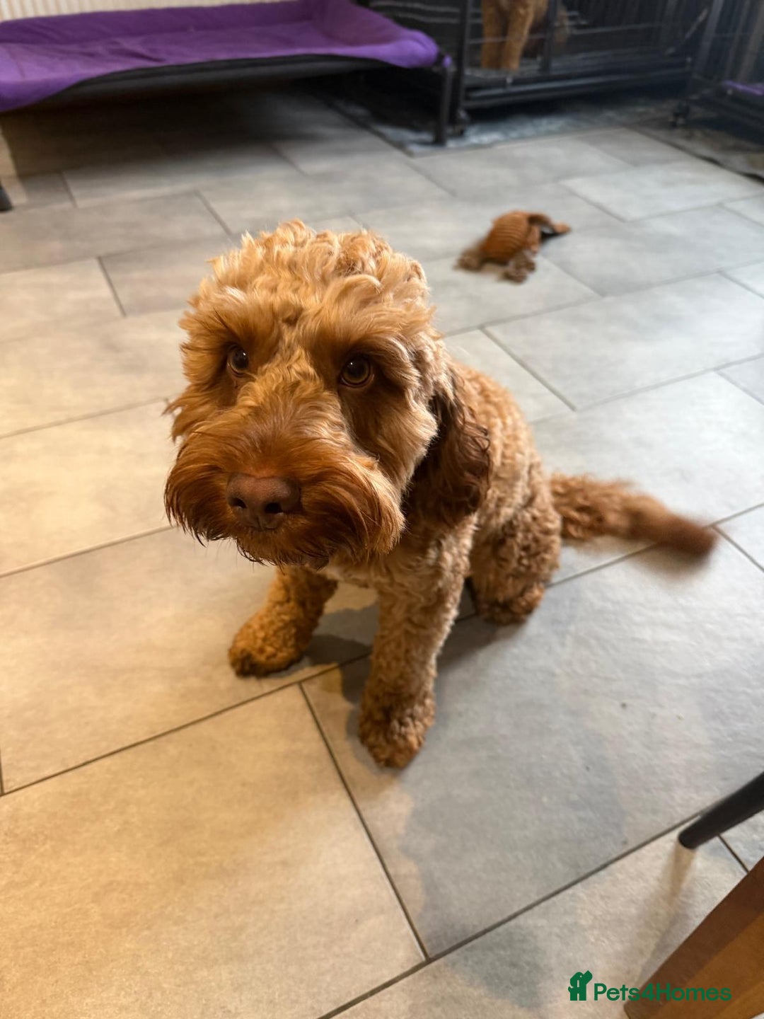 Cockapoo dogs for sale: Stunning Male Cockapoo - Advert 2