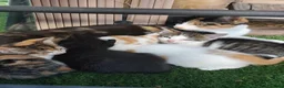 Mixed Breed cats for sale: 4 Beautiful Playful Kittens Looking for Homes - Advert 3