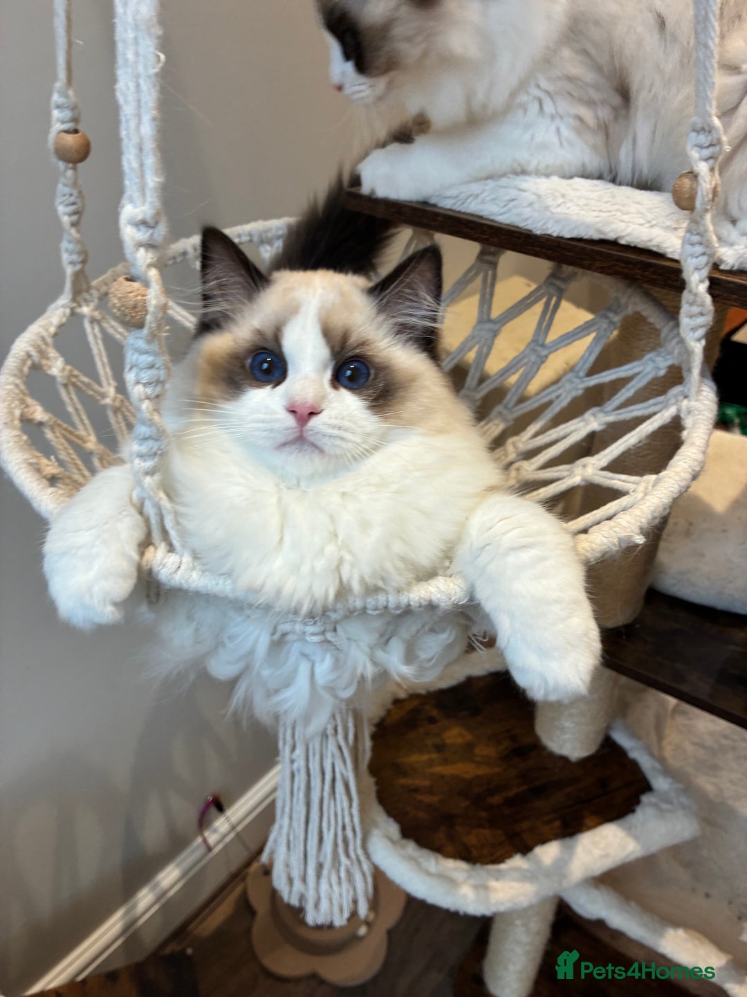 Ragdoll cats for sale: Champion Lines - Ragdoll Kittens - Advert 3