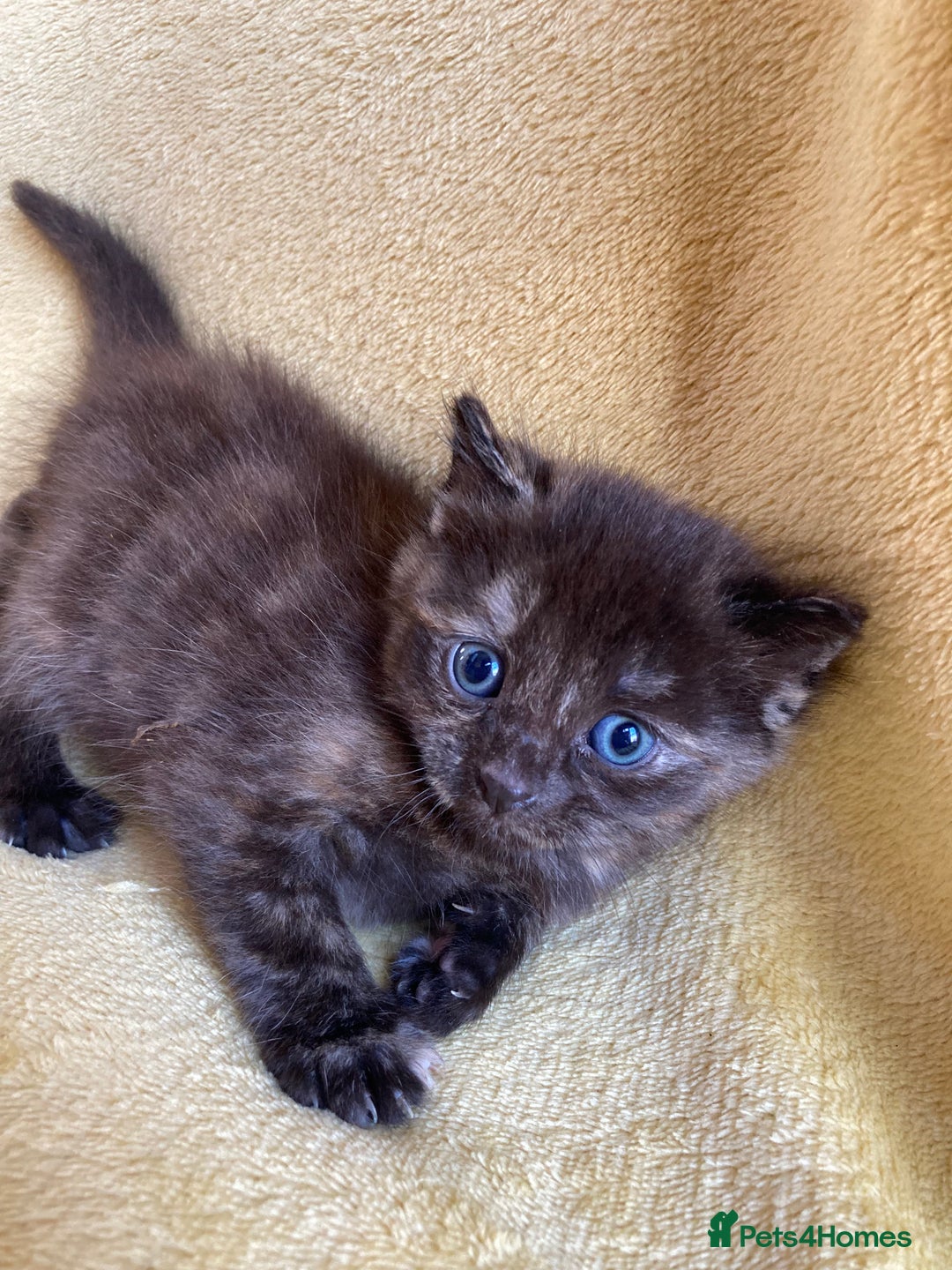 Maine Coon cats for sale: Maine coon x - Image 16