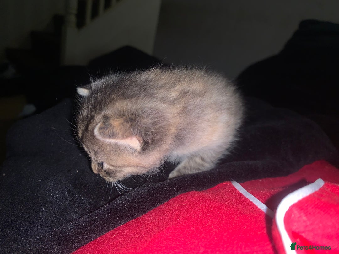 Mixed Breed cats for sale: beautiful kittens grey & ginger tortie and tabby - Advert 11