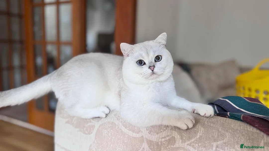 British Shorthair cats for stud: Young male cat for stud service in Banchory - Advert 2