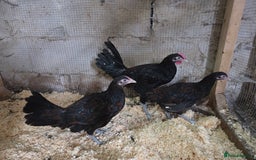 Chickens poultry for sale: Young trio of Derbyshire redcaps - Image 1