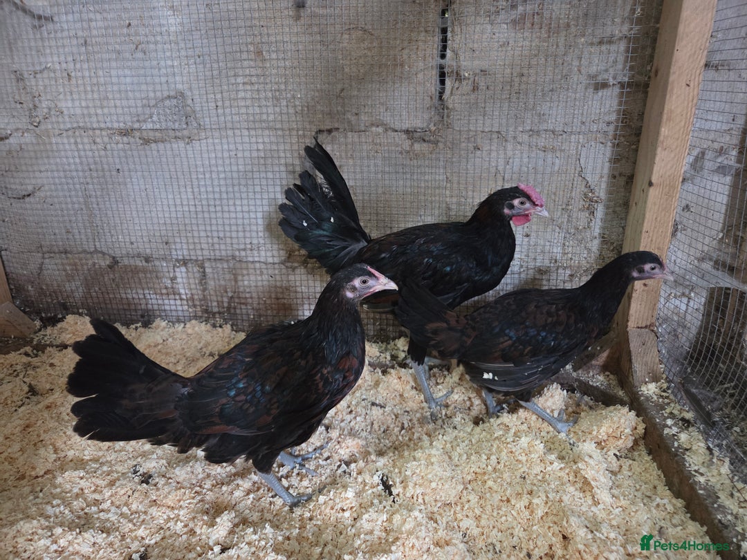 Chickens poultry for sale: Young trio of Derbyshire redcaps - Image 1