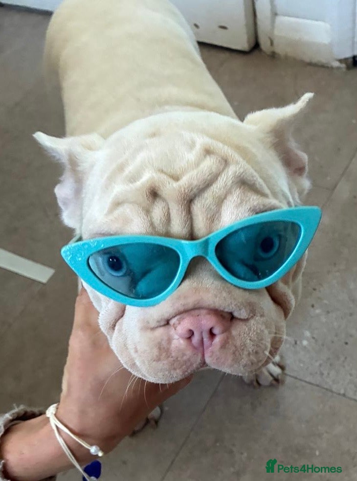 French Bulldog dogs Our little ladies looking for there Forever Sofa - Advert 5