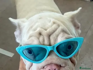 French Bulldog dogs Our little ladies looking for there Forever Sofa - Advert 5