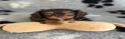Cavalier King Charles Spaniel dogs for sale: 3 gorgeous kc health tested chocolate boys  - Advert 4