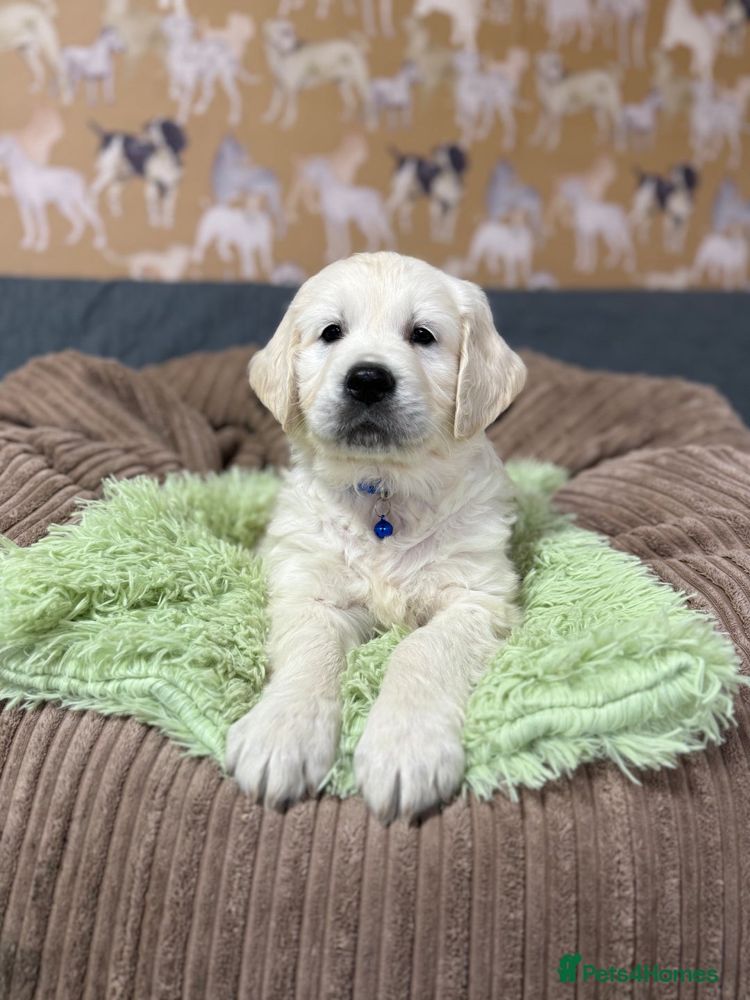 Golden Retriever dogs for sale: Kc registered DNA clear Golden Retriever Puppies - Advert 20