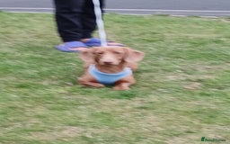 Dachshund dogs for sale: Dashound  - Image 3