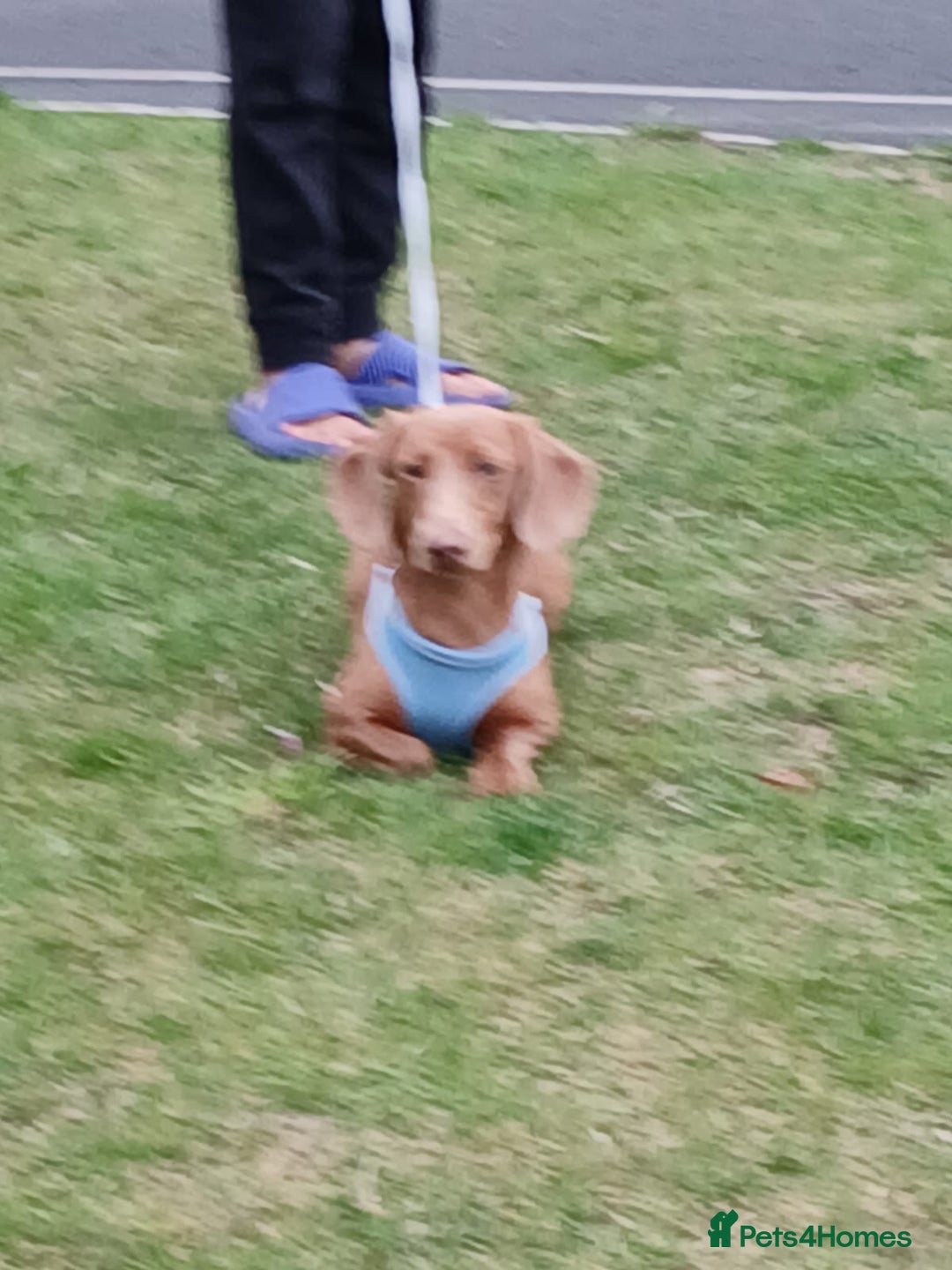 Dachshund dogs for sale: Dashound  - Image 3