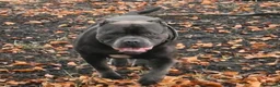Staffordshire Bull Terrier dogs for stud: Kenbloom Mcintosh  - Advert 7