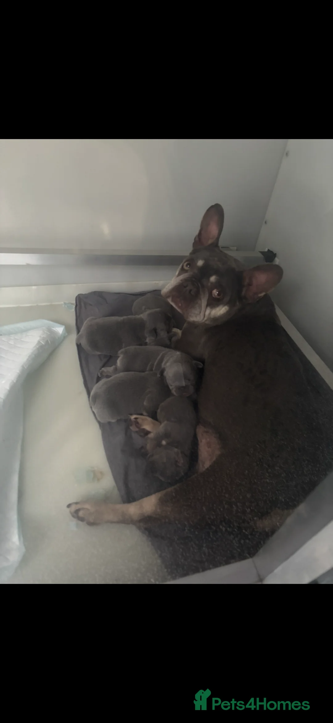 French Bulldog dogs for sale: Stunning French bulldogs 🐶 in Grays - Advert 7